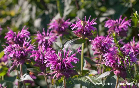 Indianernessel Indianernessel