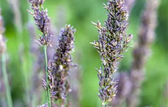 Kleines Pfeifengras Kleines Pfeifengras