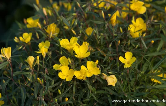 Missouri-Nachtkerze Missouri-Nachtkerze