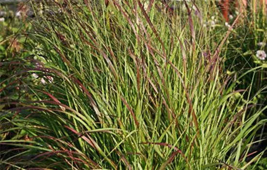 Garten-Ruten-Hirse 'Rehbraun' Garten-Ruten-Hirse 'Rehbraun'