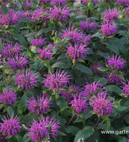 Garten-Indianernessel 'Blaustrumpf' Garten-Indianernessel 'Blaustrumpf'