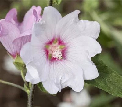 Buschmalve Buschmalve