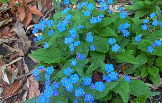 Frühlings-Gedenkemein Frühlings-Gedenkemein