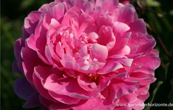 Pfingstrose Pfingstrose