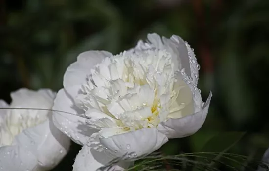 Pfingstrose Pfingstrose