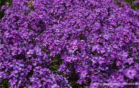 Hohe Garten-Flammenblume 'Blue Paradise' Hohe Garten-Flammenblume 'Blue Paradise'