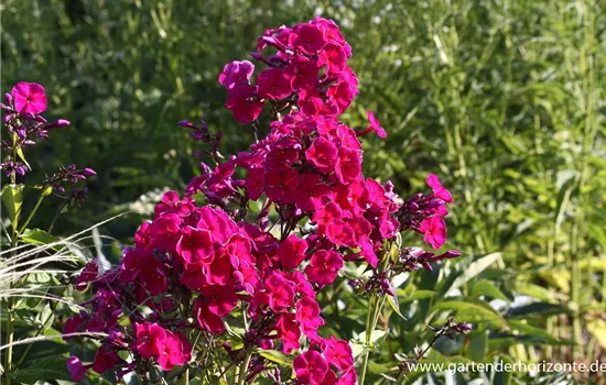 Hohe Flammenblume Hohe Flammenblume