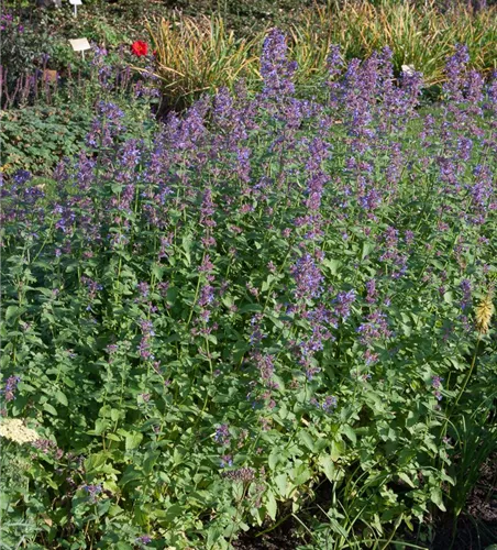 Großblütige Katzenminze Großblütige Katzenminze