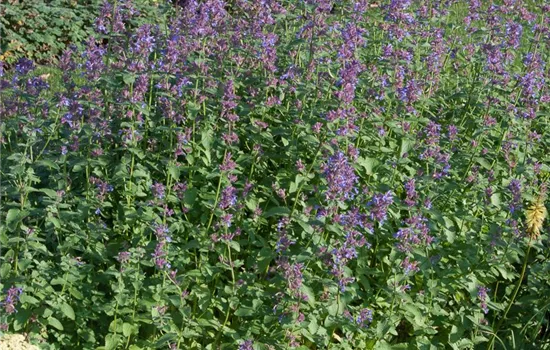 Großblütige Katzenminze Großblütige Katzenminze