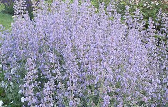 Garten-Katzenminze 'Six Hills Giant' Garten-Katzenminze 'Six Hills Giant'