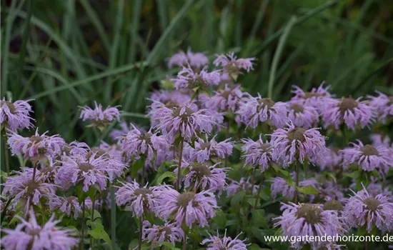Indianernessel Indianernessel