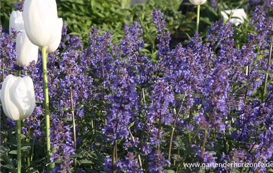 Großblütige Katzenminze 'Zinsers Giant' Großblütige Katzenminze 'Zinsers Giant'