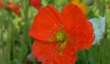 Papaver nudicaule 'Gartenzwerg'