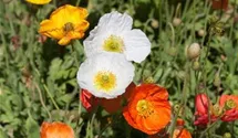 Papaver nudicaule 'Gartenzwerg'