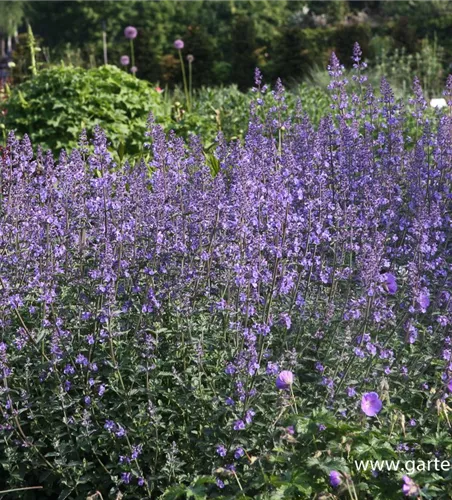 Katzenminze Katzenminze
