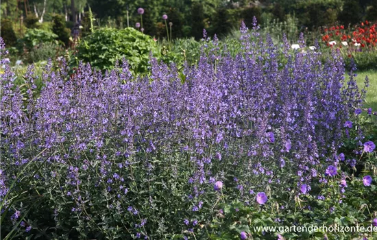 Katzenminze Katzenminze