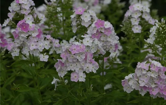 Hohe Flammenblume Hohe Flammenblume