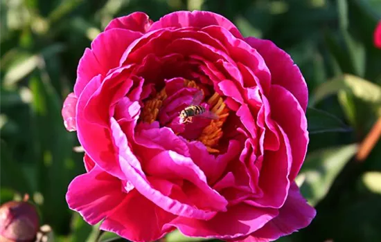 Garten-Pfingstrose 'Karl Rosenfield' Garten-Pfingstrose 'Karl Rosenfield'