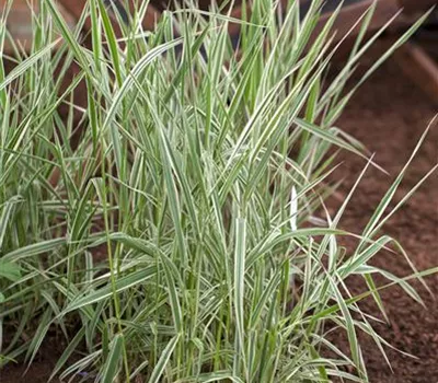 Garten-Rohr-Glanzgras 'Picta' Garten-Rohr-Glanzgras 'Picta'