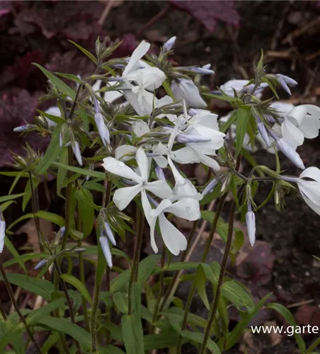 Phlox divaricata 'White Perfume' Phlox divaricata 'White Perfume'