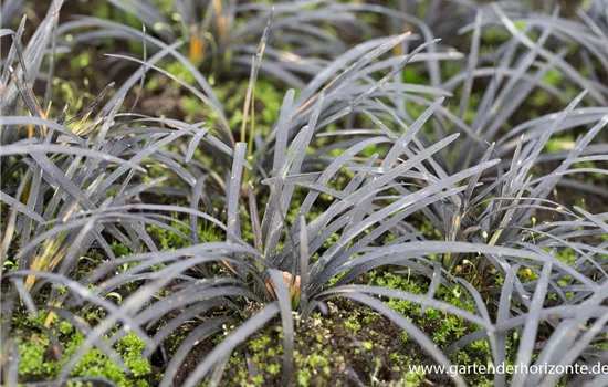 Dunkelblättriger Schlangenbart 'Black Dragon' Dunkelblättriger Schlangenbart 'Black Dragon'