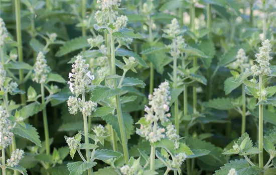 Echte Katzenminze 'Citriodora' Echte Katzenminze 'Citriodora'