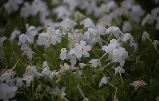 Garten-Ausläufer-Flammenblume 'Ariane' Garten-Ausläufer-Flammenblume 'Ariane'