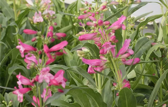 Bartfaden 'Praecox Nanus Rondo' Bartfaden 'Praecox Nanus Rondo'