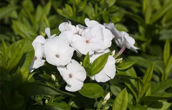Hohe Garten-Flammenblume