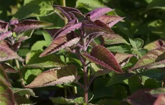 Indianernessel Indianernessel