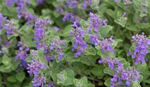 Nepeta x faassenii 'Grog'