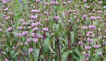 Phlomis tuberosa 'Bronce Flamingo'