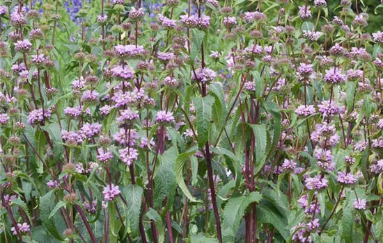 Knollen-Brandkraut Knollen-Brandkraut