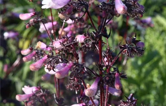 Fingerhutförmiger Bartfaden 'Dark Towers' Fingerhutförmiger Bartfaden 'Dark Towers'