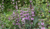 Phlomis tuberosa 'Bronce Flamingo'