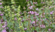 Phlomis tuberosa 'Bronce Flamingo'