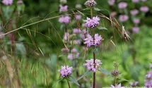Phlomis tuberosa 'Bronce Flamingo'
