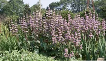 Phlomis tuberosa 'Bronce Flamingo'