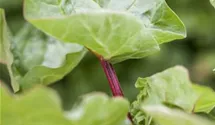 Rheum rhabarbarum 'Holsteiner Blut'