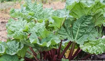Rheum rhabarbarum 'Holsteiner Blut'