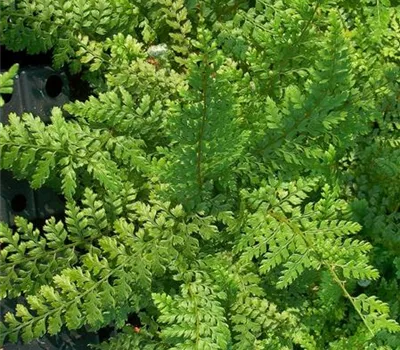 Schmale Garten-Filigranfarn 'Proliferum' Schmale Garten-Filigranfarn 'Proliferum'