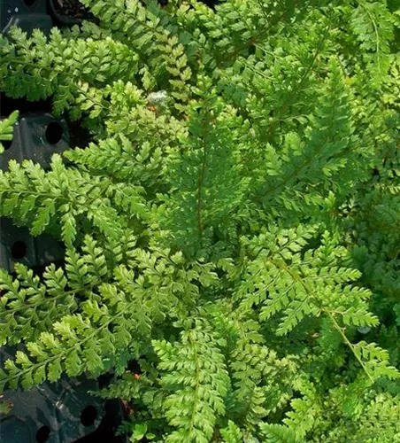 Schmale Garten-Filigranfarn 'Proliferum' Schmale Garten-Filigranfarn 'Proliferum'