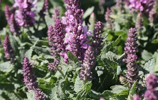 Garten-Blüten-Salbei 'Merleau Rose'® Garten-Blüten-Salbei 'Merleau Rose'®