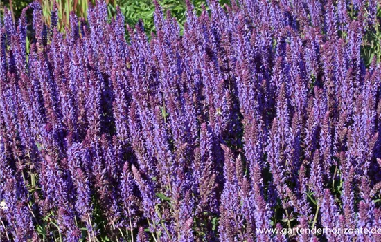 Garten-Blüten-Salbei 'Negrito' Garten-Blüten-Salbei 'Negrito'