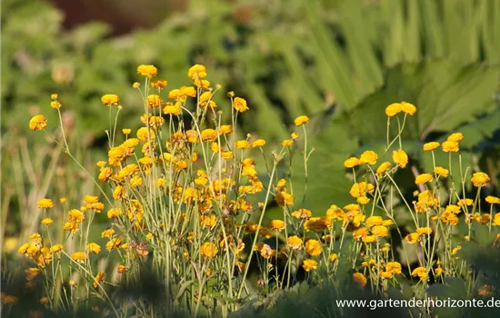 Gefülltblühender Hahnenfuß 'Multiplex' Gefülltblühender Hahnenfuß 'Multiplex'