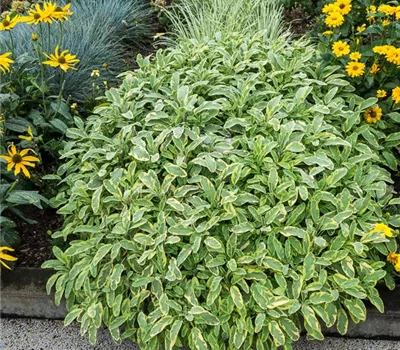 Salvia officinalis 'Icterina' Salvia officinalis 'Icterina'