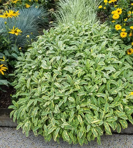 Salvia officinalis 'Icterina' Salvia officinalis 'Icterina'