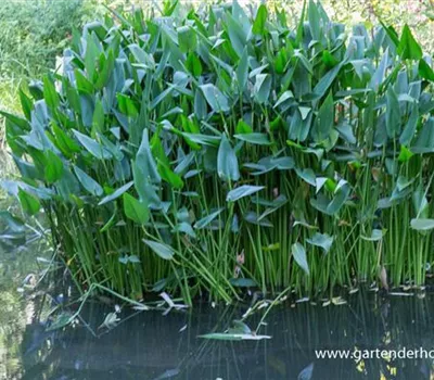 Herzblättrige Hechtkraut Herzblättrige Hechtkraut