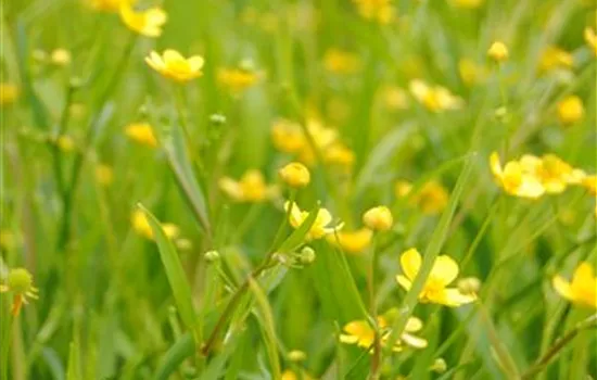 Brennender Hahnenfuß Brennender Hahnenfuß