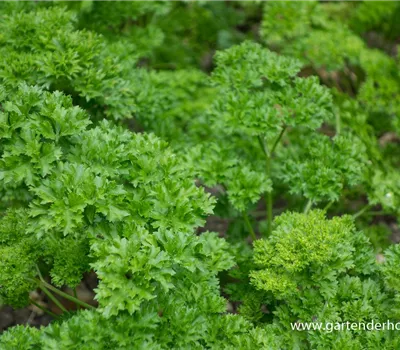 Krause Petersilie Krause Petersilie